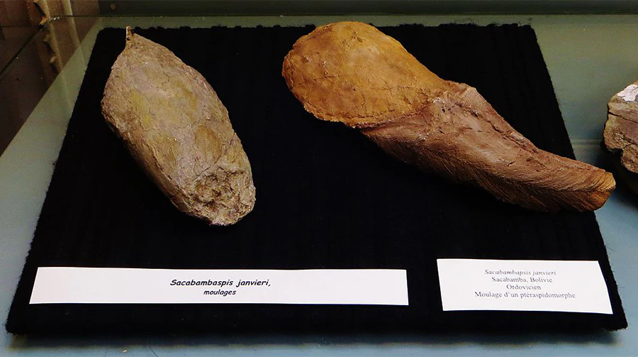 Sacabambaspis