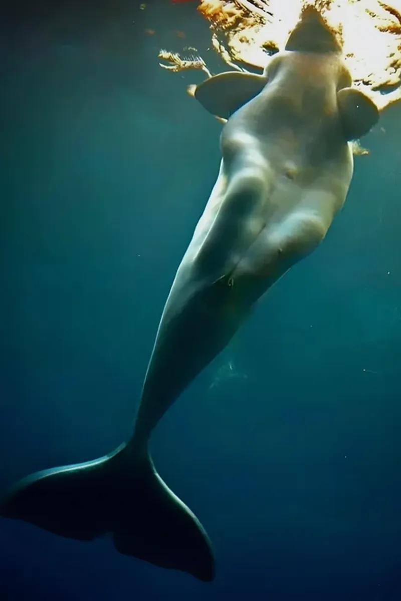 Beluga Whale