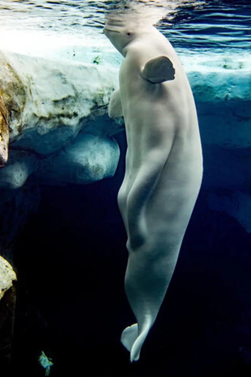 Beluga Whale